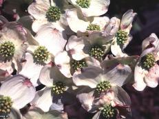 Cornus florida ~Barton~ (01) Bloom