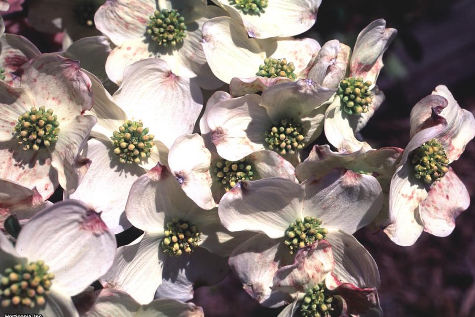 Flowering Dogwood Tree Varieties Hgtv