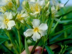 Nerium oleander ~Isle of Capri~ (02) Bloom