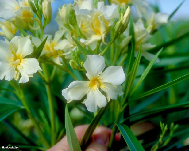 Nerium oleander ~Isle of Capri~ (02) Bloom