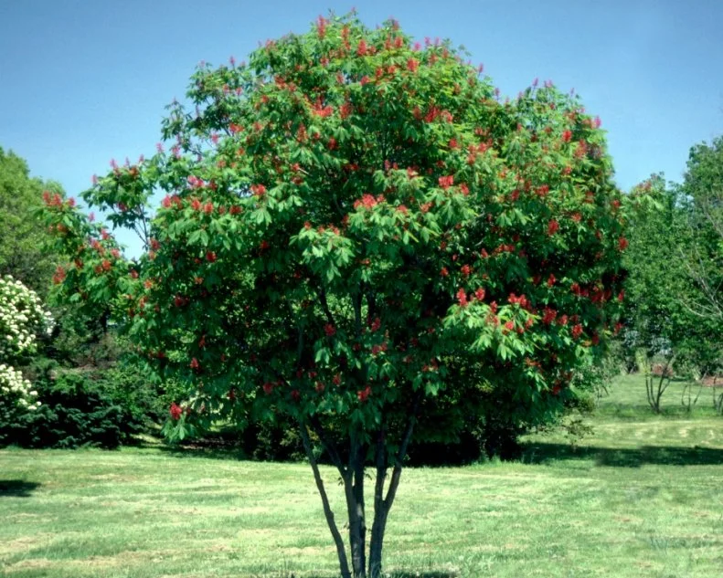 Aesculus pavia  (01) Habit