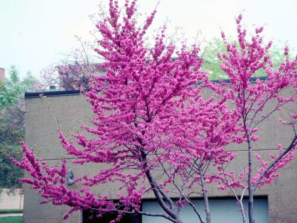 Flowering Tree Zone 5 | Tyres2c