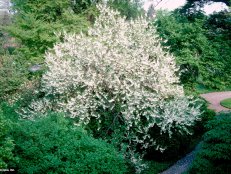 Halesia tetraptera  (04) Spring