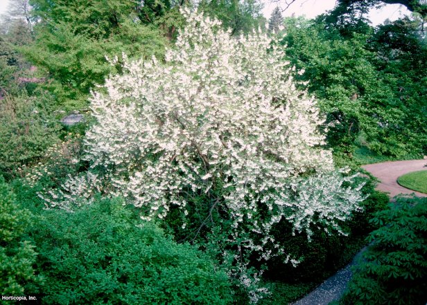 Halesia tetraptera  (04) Spring