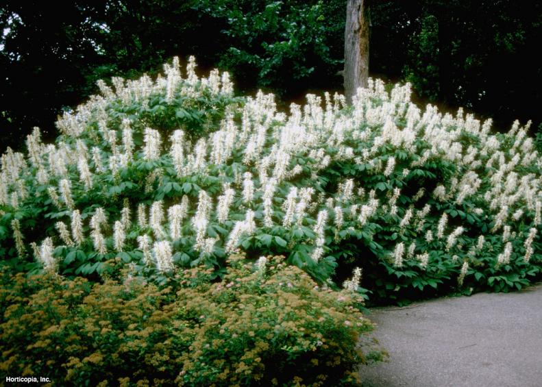 Aesculus parviflora  (01) Habit