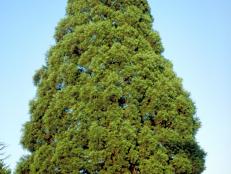 Sequoiadendron giganteum  (06) Habit