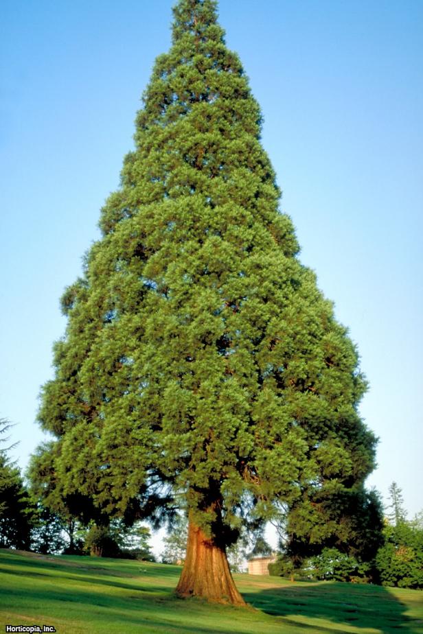 Sequoiadendron giganteum  (06) Habit