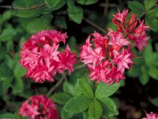 Rhododendron (subgenus Azalea) ~Homebush~ (01) Bloom