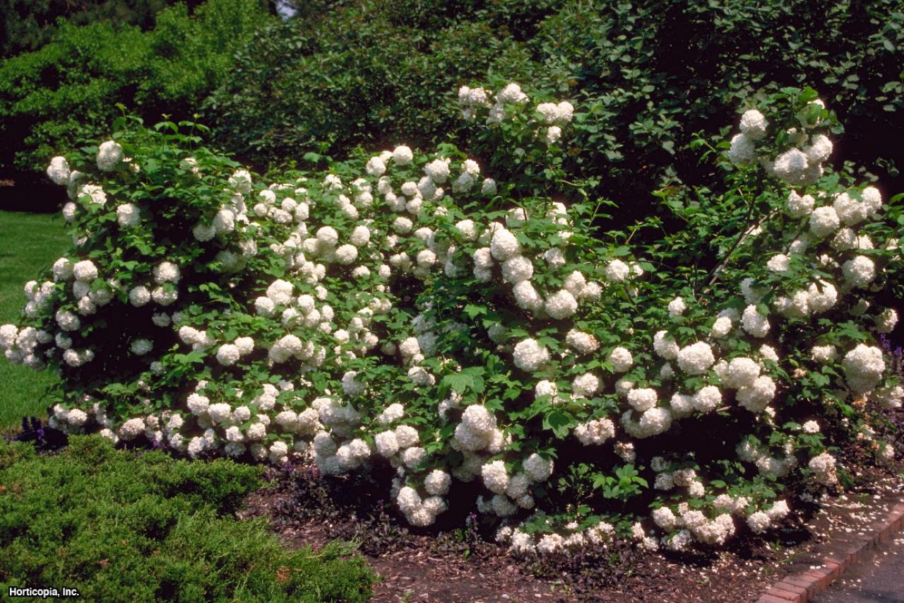 how to grow and care for snowball bush viburnum | hgtv