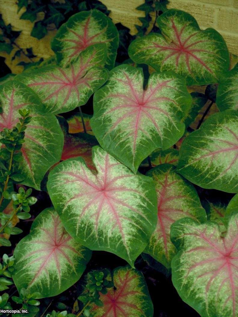 Caladium bicolor ~Rosebud~ (01) Leaf