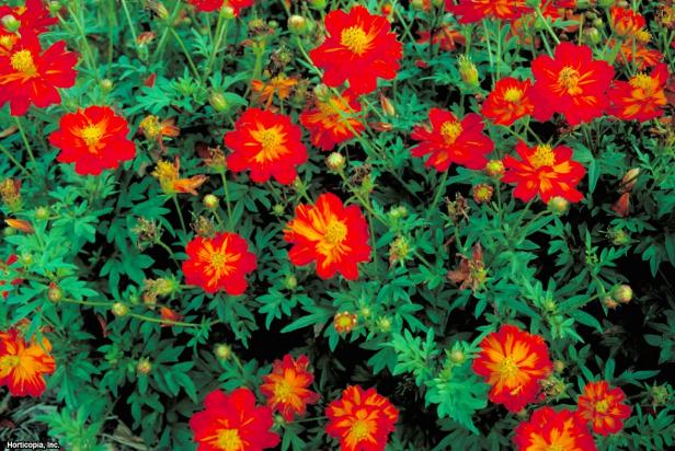 Cosmos sulphureus ~Ladybird Scarlet~ (01) Bloomleaf