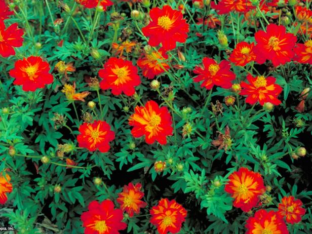 How to Plant, Grow and Care for Cosmos Flowers | HGTV