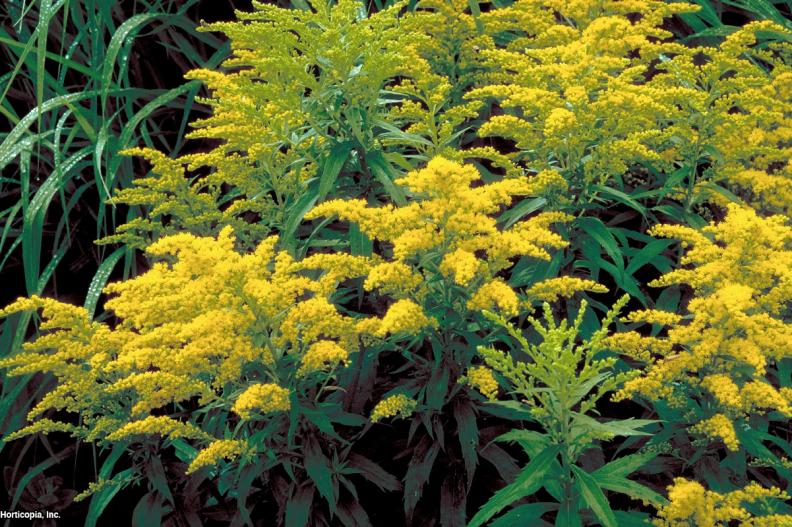 Solidago canadensis  (01) Bloomleaf