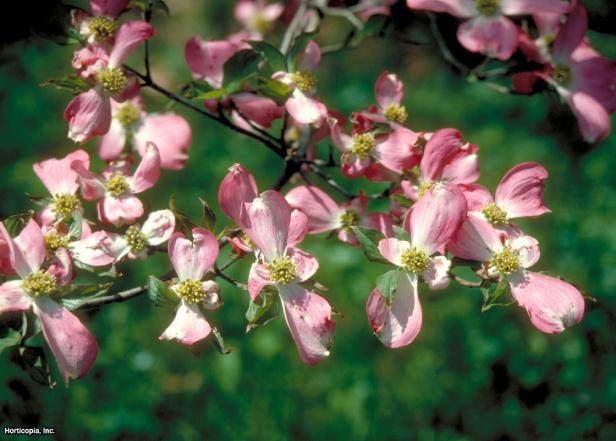 18 Lilac Varieties