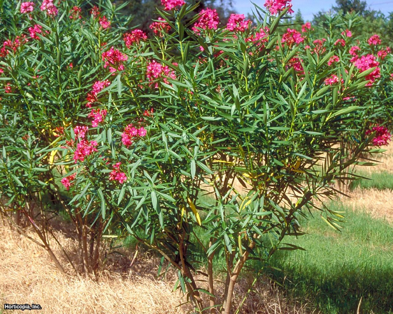 oleander standard tree