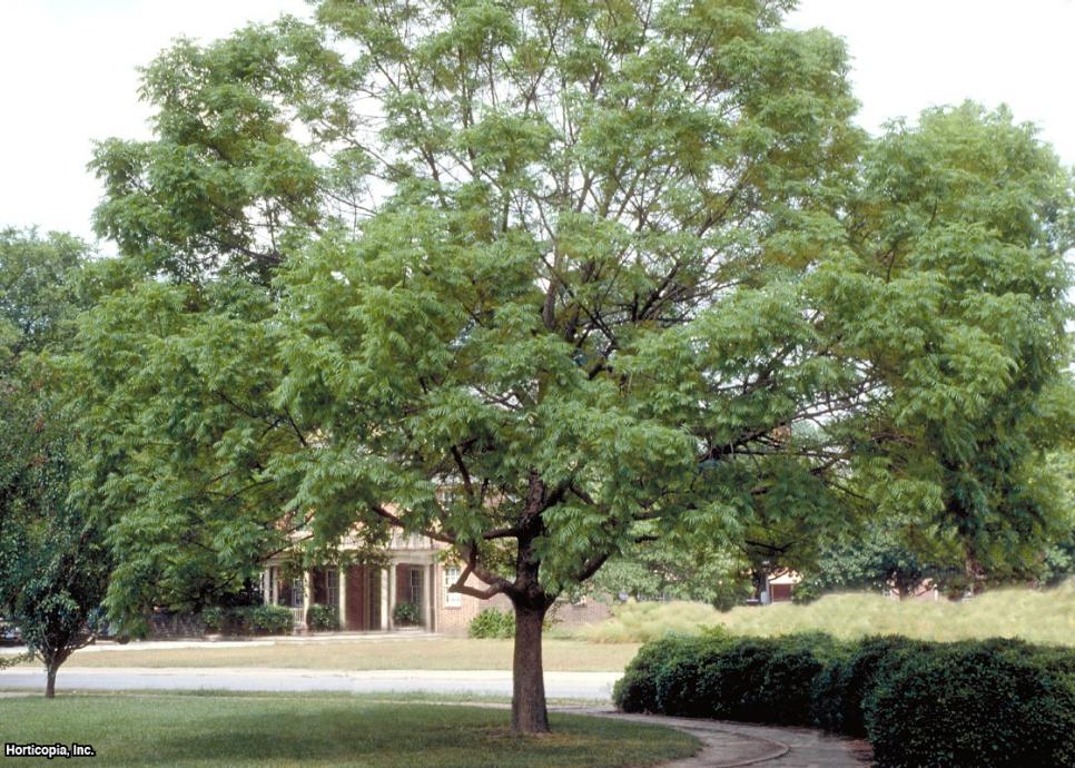 Shade Trees for Small Landscapes | HGTV