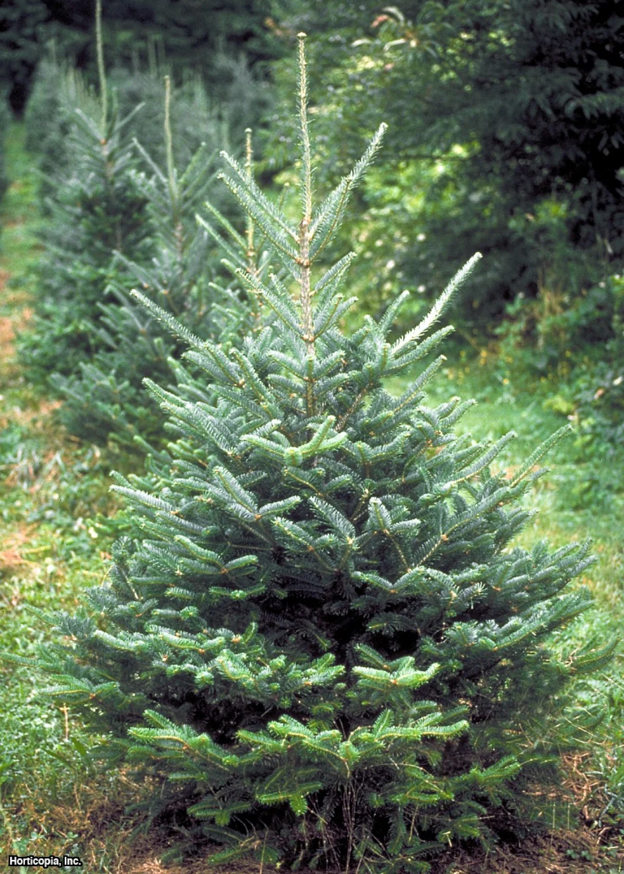 Types of real christmas trees hotsell