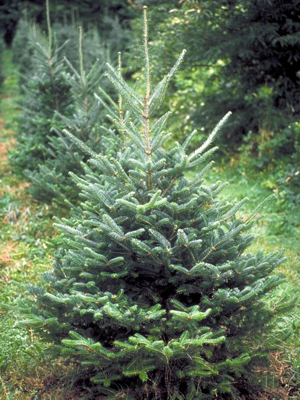 best plants for christmas