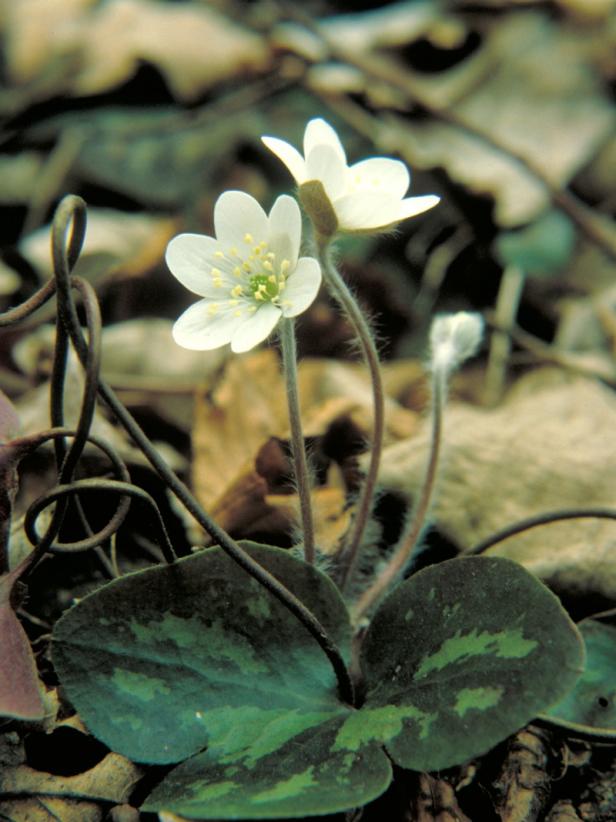 Spring Bloomer: Hepatica
