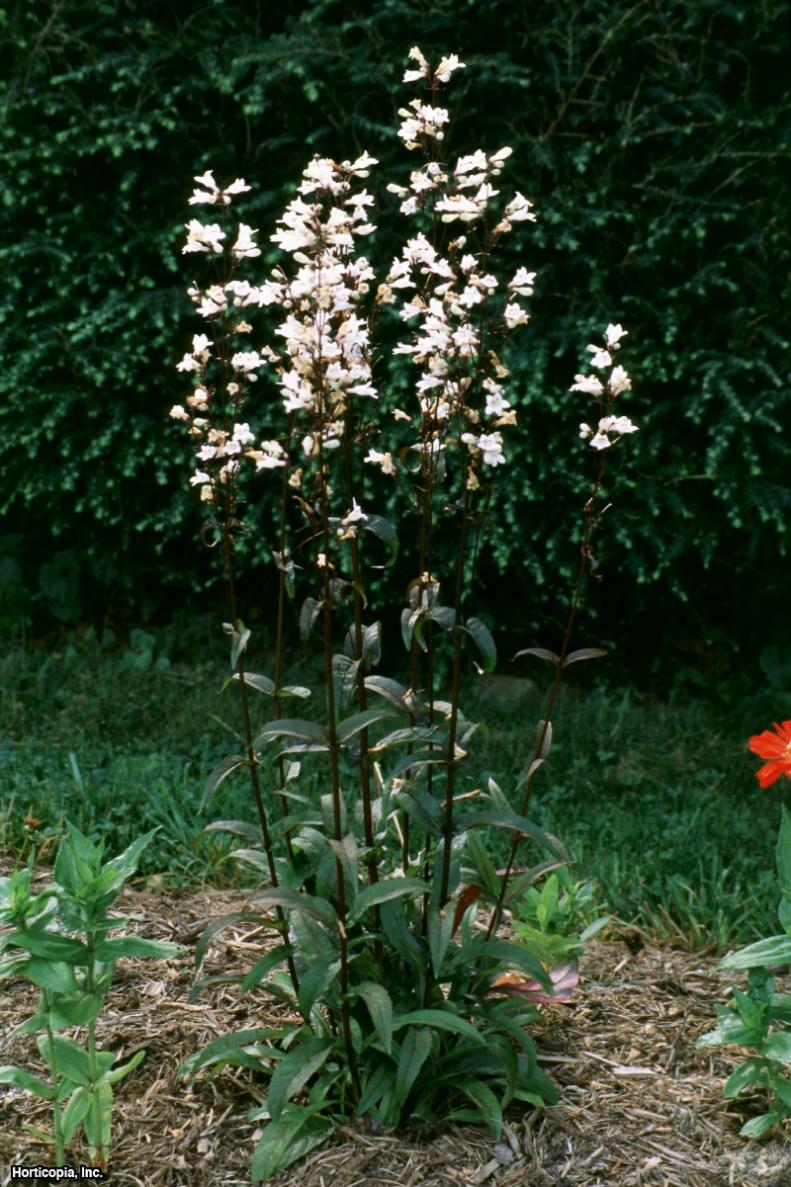 Penstemon digitalis ~Husker Red~ (01) Habit