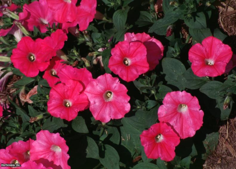 Petunia x hybrida ~Pink Wave™~ (01) Bloomleaf