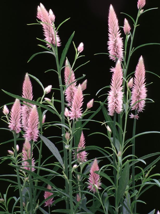 15 Annuals for Cut Flowers HGTV