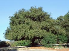 Quercus agrifolia  (13) Habit