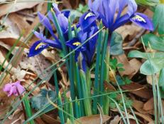 Iris reticulata  (11) Habit