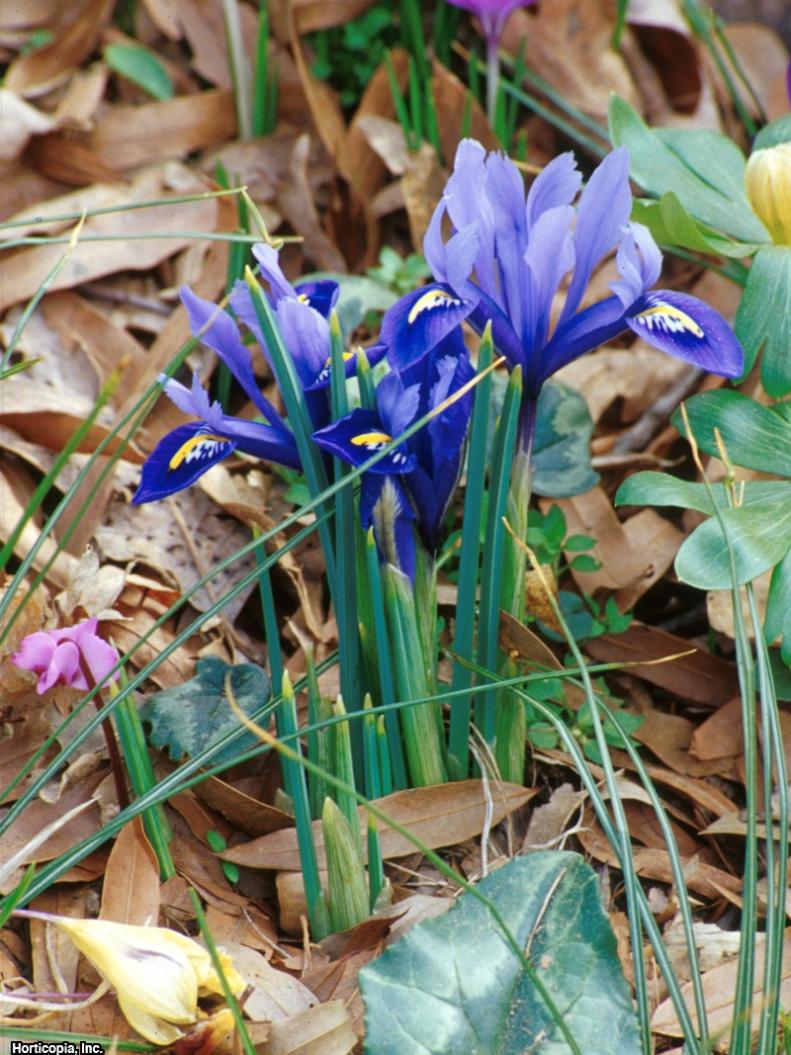 Iris reticulata  (11) Habit