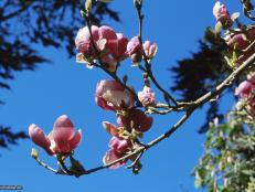 Magnolia x soulangiana ~Rustica Rubra~ (02) Bloom