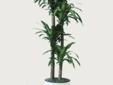 Dracaena fragrans ~Massangeana~ (07) Habit