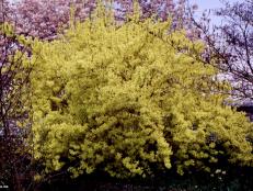 Forsythia x intermedia ~Spring Glory~ (02) Spring