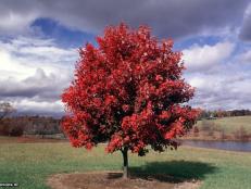 Acer rubrum ~October Glory®~ (07) Fall