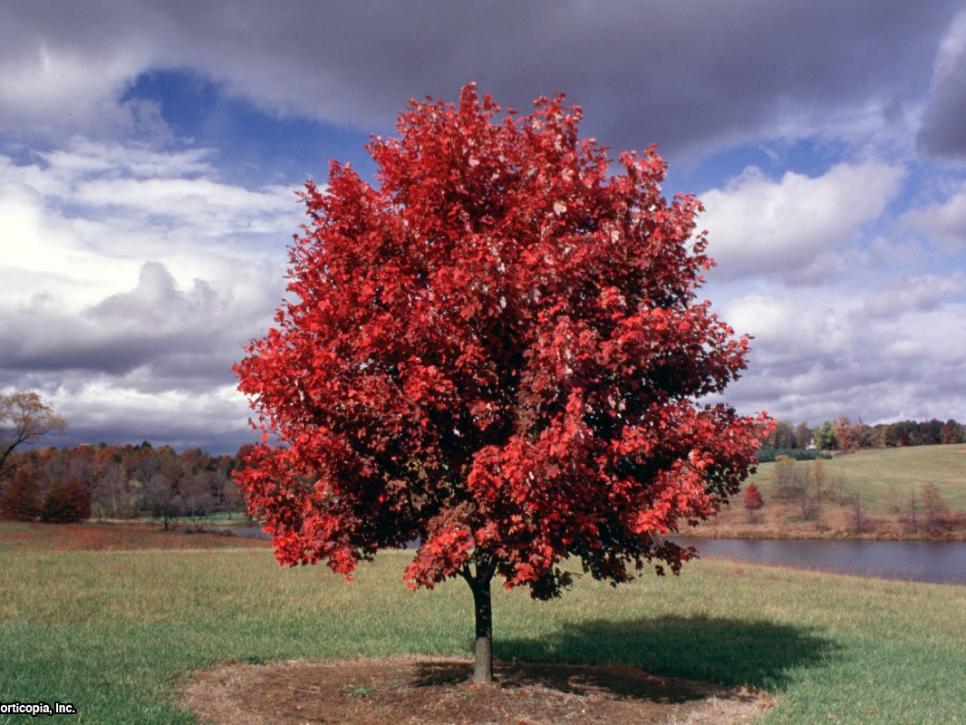 'October Glory' Maple