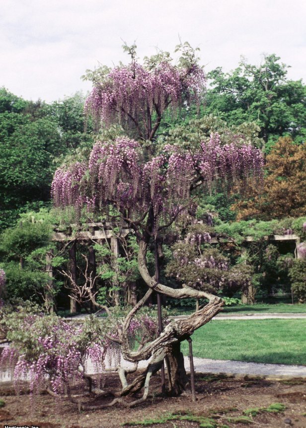 Wisteria floribunda  (07) Landscape