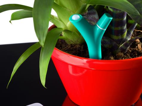 Forgetting to Water Your Plants? There's an App for That