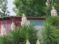 yucca with blossoms