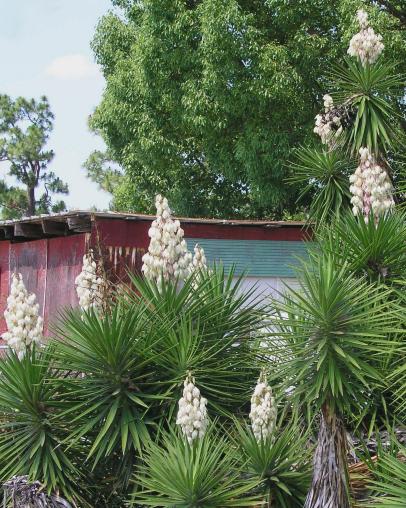 Yucca taimede hooldus pärast õitsemist