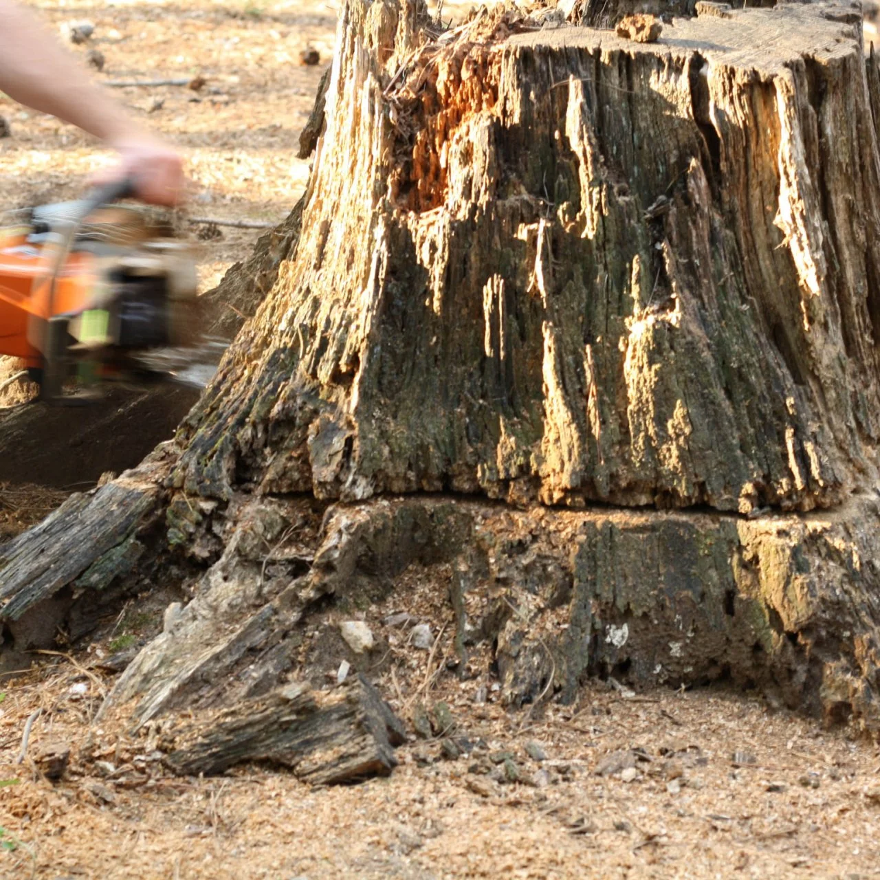 How to Remove a Tree Stump | HGTV