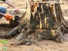 Chainsaw removing stump