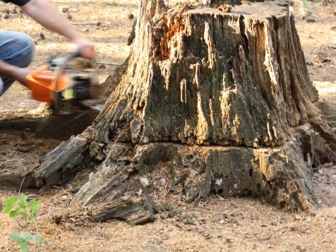 How to Remove a Tree Stump