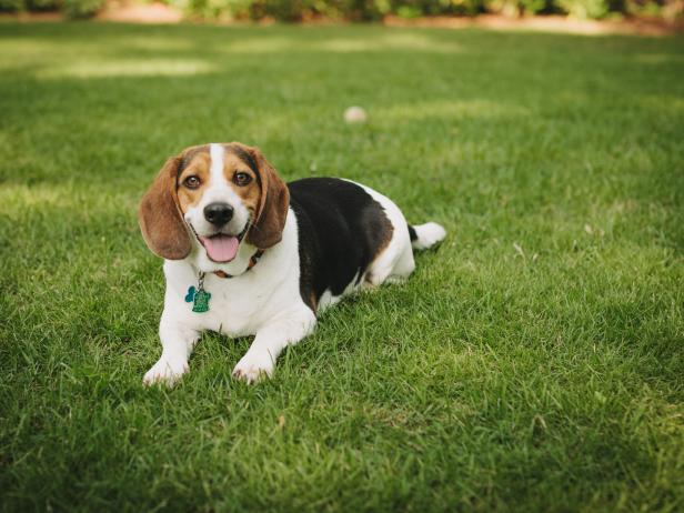 beagle resting on lawn