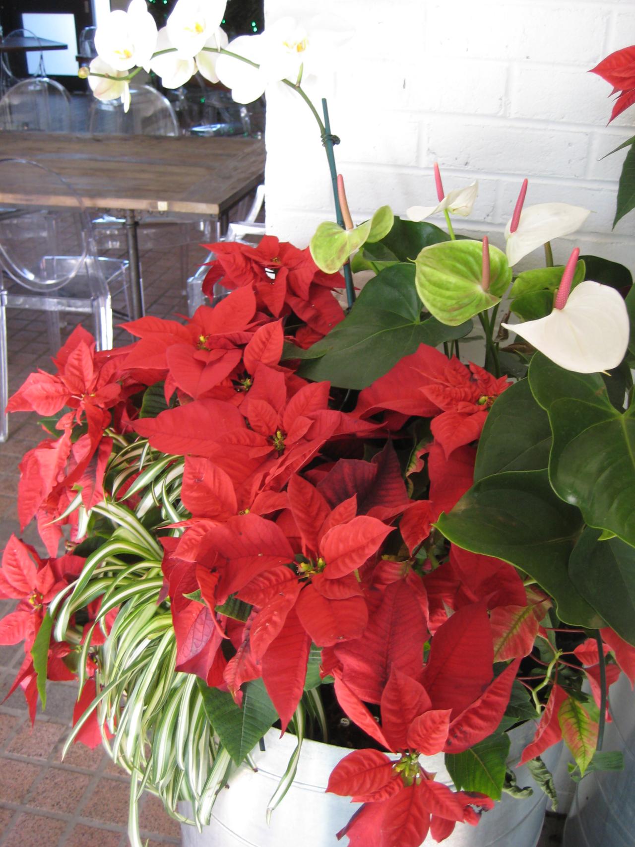 red christmas plant poinsettia