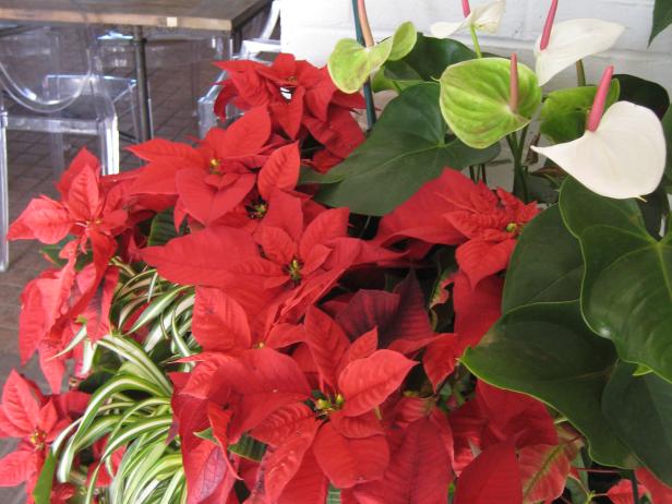 How To Take Care Of Poinsettias Through Winter And Beyond | HGTV