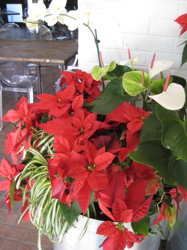 christmas plants poinsettia