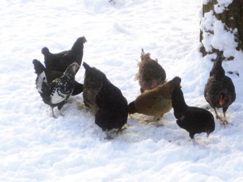 Winterizing Your Chicken Flock