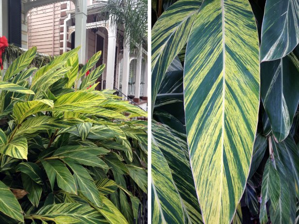 variegated canna