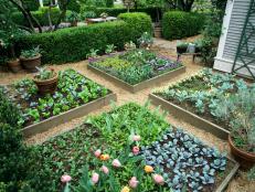 A formal garden at the urban cottage of P. Allen Smith in Little Rock, Arkansas, showcases several intensive gardening practices, including raised beds, containers and interplanting. Planting spring vegetable seeds around tulips is an especially clever idea that combines edible and ornamental gardening.