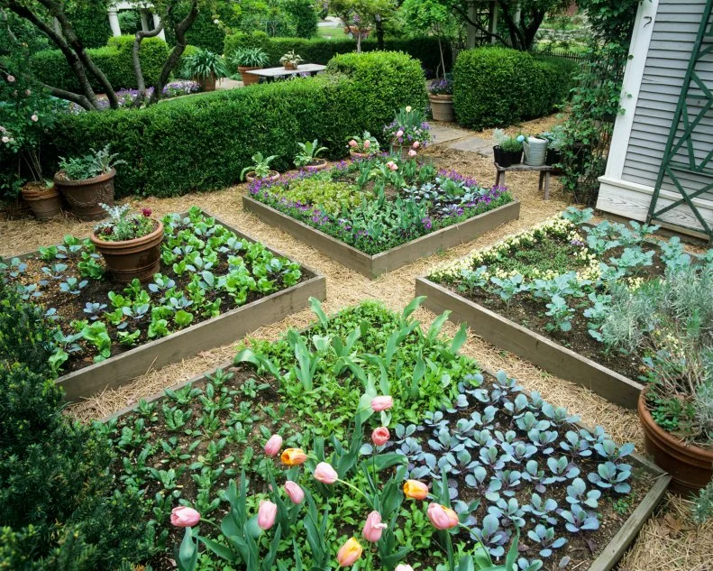 Intensive Gardening Allows a Lot of Produce to Grow in a Small Space A formal garden at the urban cottage of P. Allen Smith in Little Rock, Arkansas, showcases several intensive gardening practices, including raised beds, containers and interplanting. Planting spring vegetable seeds around tulips is an especially clever idea that combines edible and ornamental gardening.