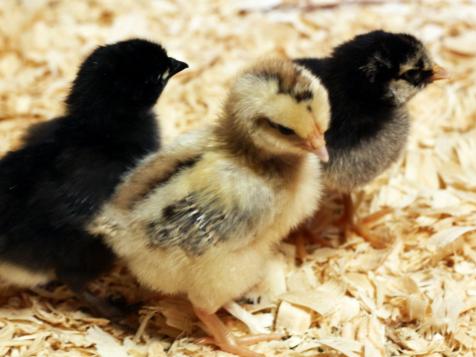 Raising Baby Chicks: Week One